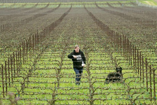 Dan Morgan Lee in the vineyard with his dog Hudson