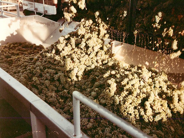 1978 - Morgan Winery grape sorting