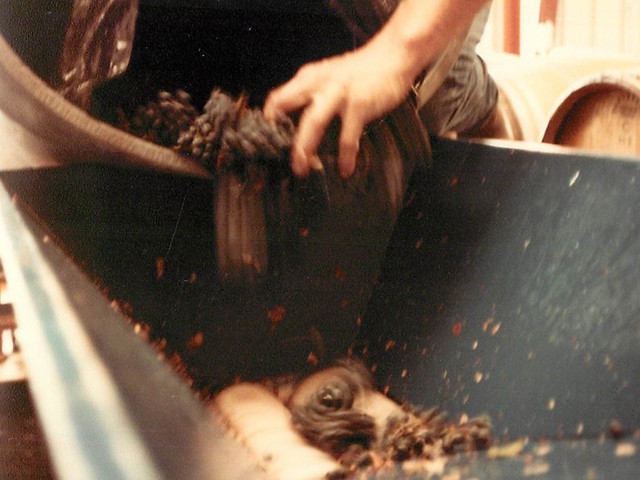 1986 - Morgan Winery grape sorting